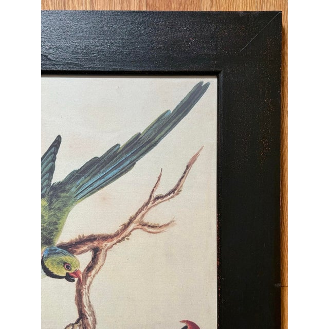 John James Audubon Late 20th Century Framed Print of Parrot Pair With Butterfly by Sarah Stone For Sale - Image 4 of 8