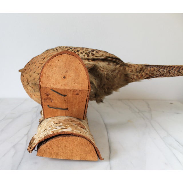 Farmhouse Vintage Taxidermy Ringneck Pheasant Mounted on Birchwood For Sale - Image 3 of 11