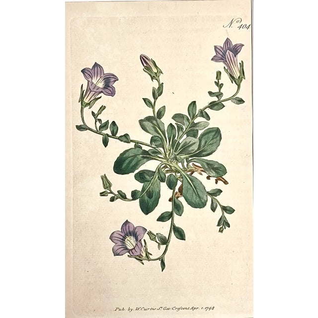 Illustration Antique Original Hand Colored Curtis Floral Botanical Etching C. 1798 For Sale - Image 3 of 4