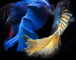 Beta 83 by Michael Filonow Print, 24" x 30"