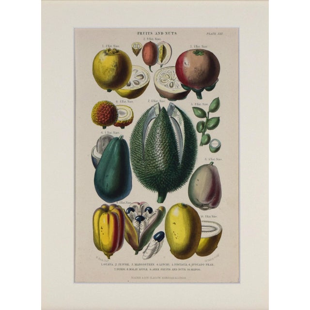 19th Century Antique steel plate engraving with hand coloring published 1874, London for "A History of the Vegetable...