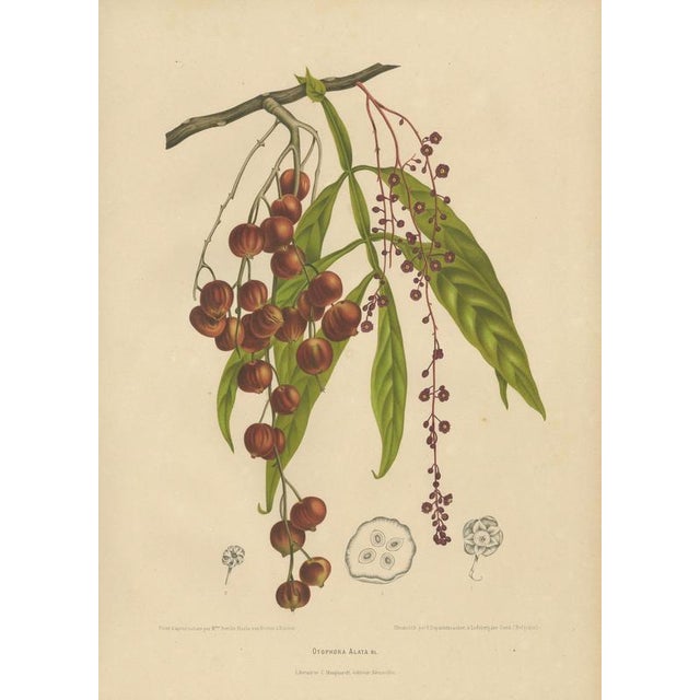 Berthe Hoola van Nooten, Winged Lychee, 1880, Chromolithograph For Sale - Image 3 of 9