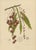 Berthe Hoola van Nooten, Winged Lychee, 1880, Chromolithograph For Sale - Image 3 of 9