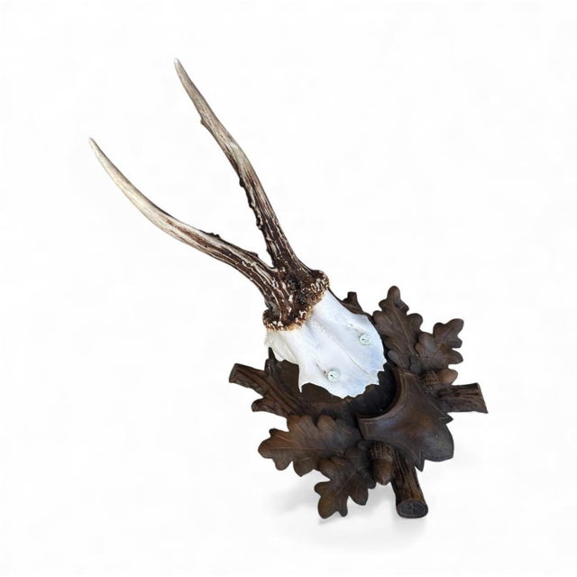 Cabin 1990s Roe Deer Trophy Black Forest Antlers 39 For Sale - Image 3 of 5