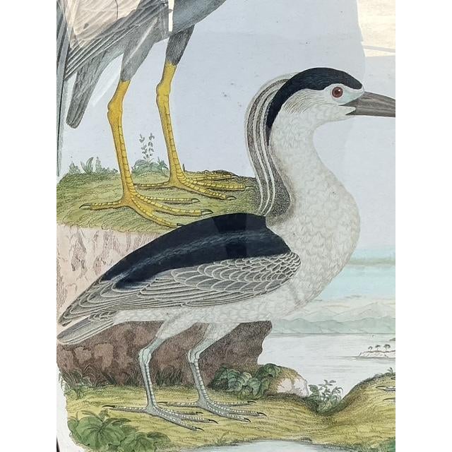 Vintage Audubon Print of Three Birds For Sale - Image 9 of 12
