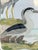 Vintage Audubon Print of Three Birds For Sale - Image 9 of 12