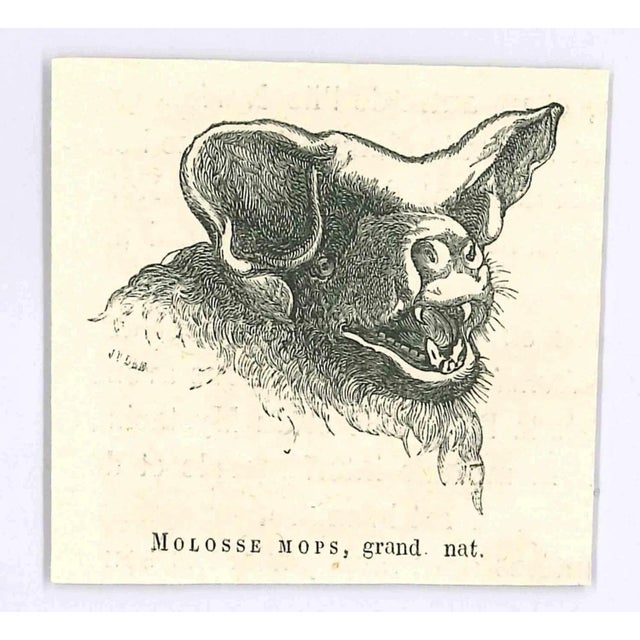 Cheiromys is an original lithograph on ivory-colored paper, realized by Paul Gervais (1816-1879). The artwork is from The...