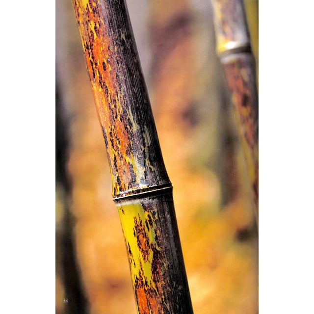 Traditional "The World of Bamboo" 1981 Takama, Shinji [Photographed By] For Sale - Image 3 of 12