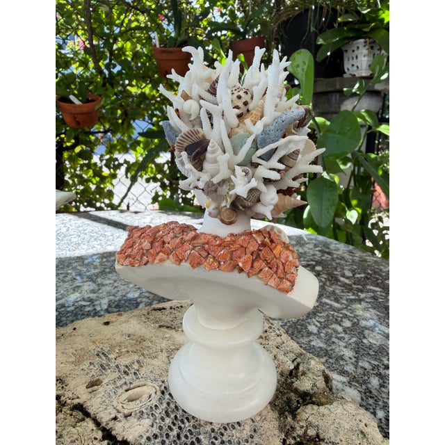 7" H. CSS Seashell Bust of Apollo For Sale In West Palm - Image 6 of 7