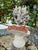 7" H. CSS Seashell Bust of Apollo For Sale In West Palm - Image 6 of 7