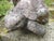 1950s Mid-Century Cast Stone Gnome wiith Turtle, 1950s For Sale - Image 5 of 11