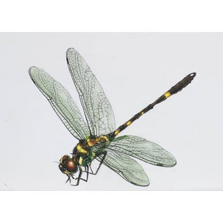 Juris Utans, Green Dragonfly, 2021, Mixed Media and Paper For Sale