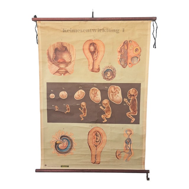 Training Poster of Germ Development, 1940 For Sale