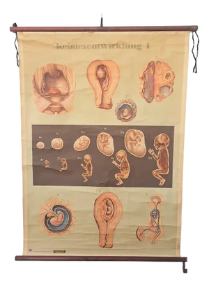 Training Poster of Germ Development, 1940