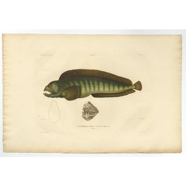 Antique print, titled: 'Poissons Plate 4 - L'Anarrhique Loup (Anarrhicus lupus).' - This rare plate shows the Atlantic...