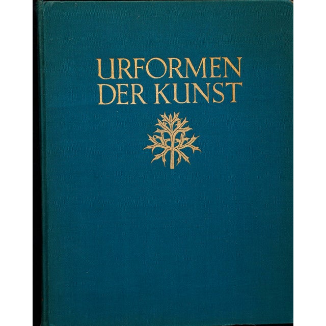Karl Blossfeldt original photogravure from Urformen der Kunst (Art Forms in Nature) first published in Germany 1928. The...