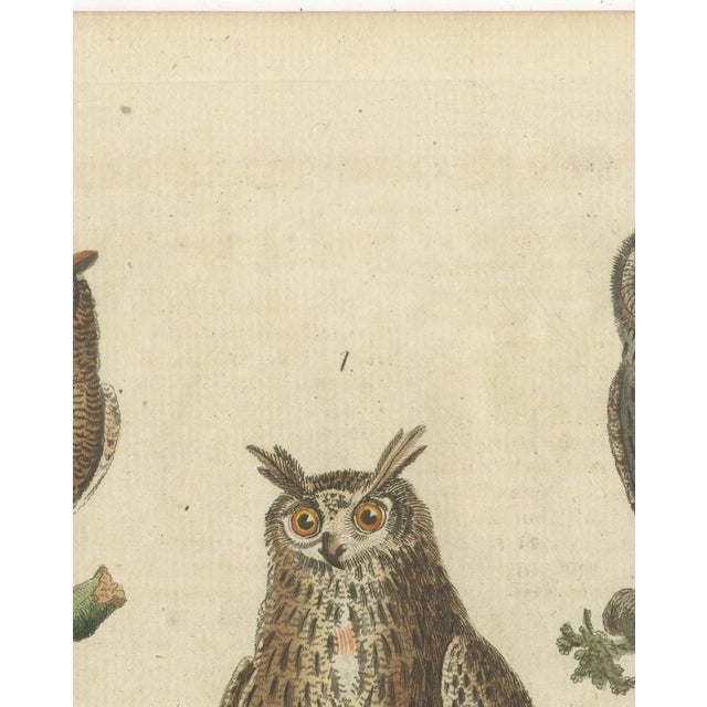 European Owls, 1800, Print on Paper For Sale - Image 10 of 12