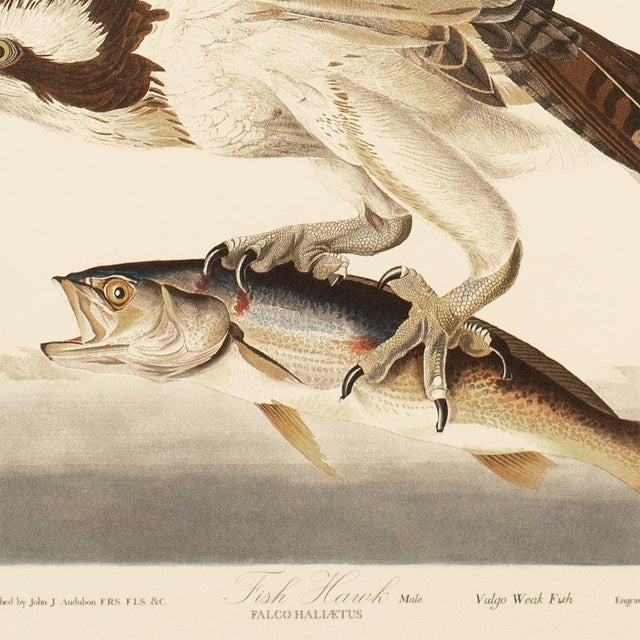 1990s Fish Hawk After Audubon, Large American Classical Print For Sale In Dallas - Image 6 of 11