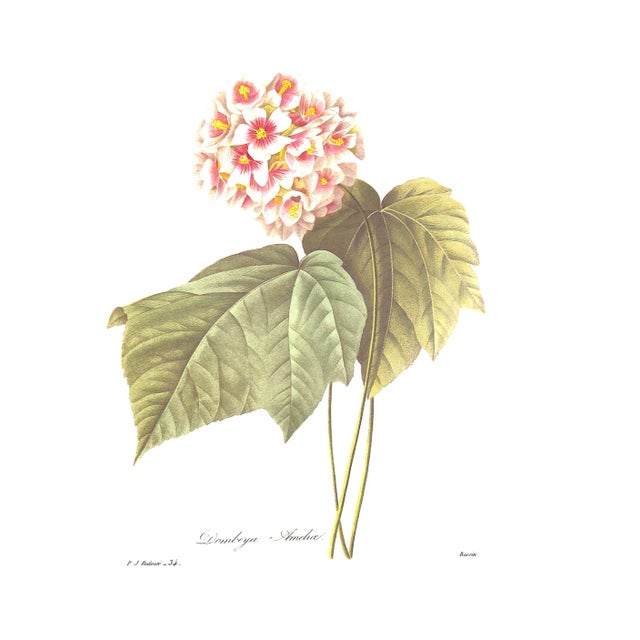 "Pierre Joseph Redoute the Most Beautiful Flowers" 1991 Redoute, Pierre Joseph For Sale - Image 10 of 12
