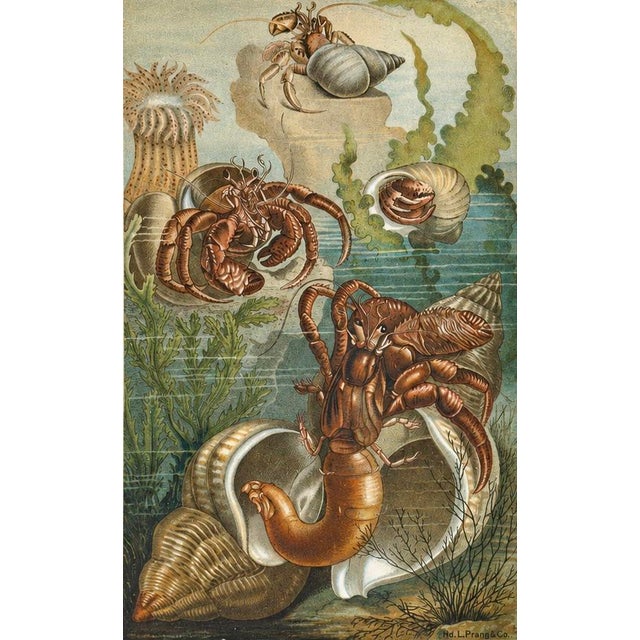 Original Chromolithograph published by Selmar Hess, 1890, depicting several hermit crabs in their natural marine habitat...