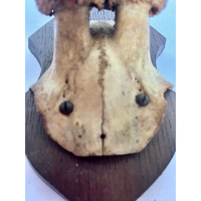 Brown 1899 Antique German Roe Deer Antler Trophy Skull Mount by Dittmar Siebert Fritzlar For Sale - Image 8 of 10