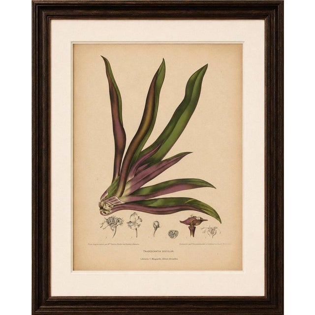 Paper Berthe Hoola van Nooten, Oyster Plant, 1880, Chromolithograph For Sale - Image 7 of 10