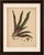 Paper Berthe Hoola van Nooten, Oyster Plant, 1880, Chromolithograph For Sale - Image 7 of 10