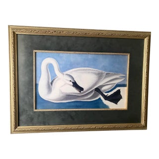 John James Audubon Vintage “Trumpeter Swan” Print Magnificently Matted and Framed Excellent Mint Condition For Sale