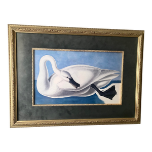 John James Audubon Vintage “Trumpeter Swan” Print Magnificently Matted and Framed Excellent Mint Condition