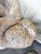 Vintage Cast Stone Nautilus Shell Planters- A Pair For Sale - Image 11 of 12