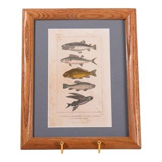 Late 19th Century British Hand Colored Natural History Engraving Fish (C. 1880s) For Sale