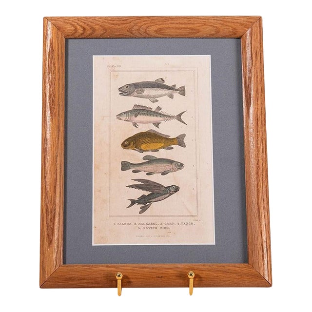 Late 19th Century British Hand Colored Natural History Engraving Fish (C. 1880s) For Sale