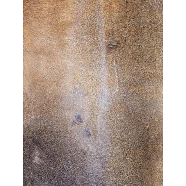 An exceptionally large genuine cowhide rug displaying a beautiful natural palette of warm beige, dusty brown, taupe and...
