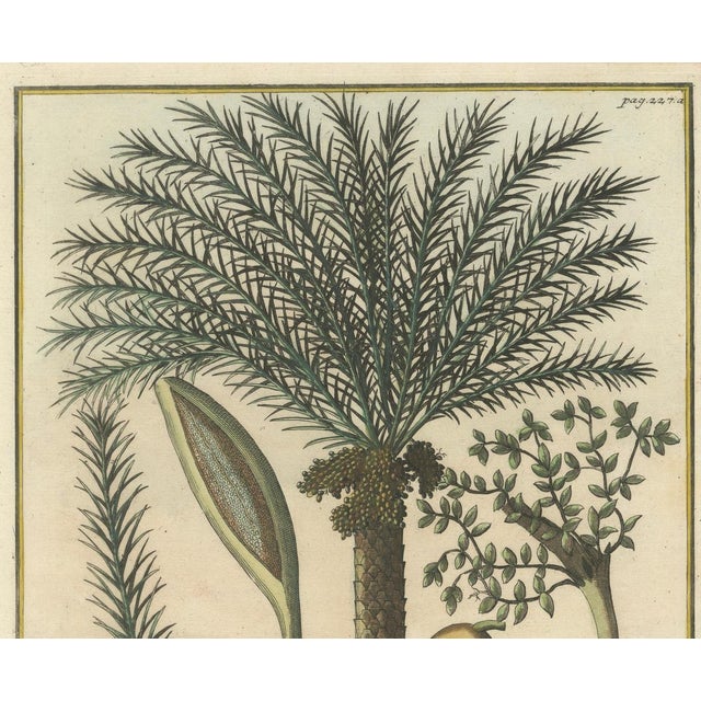 J.C. Volkamer, Botanical Date Palm, 1713, Engraving For Sale - Image 8 of 9