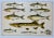 Antique Fish Print From England Featuring a Pike, Sharpchin Barracudina, Hatchfish, Pearlfish, Anchovy, Herring, Pilchard,...
