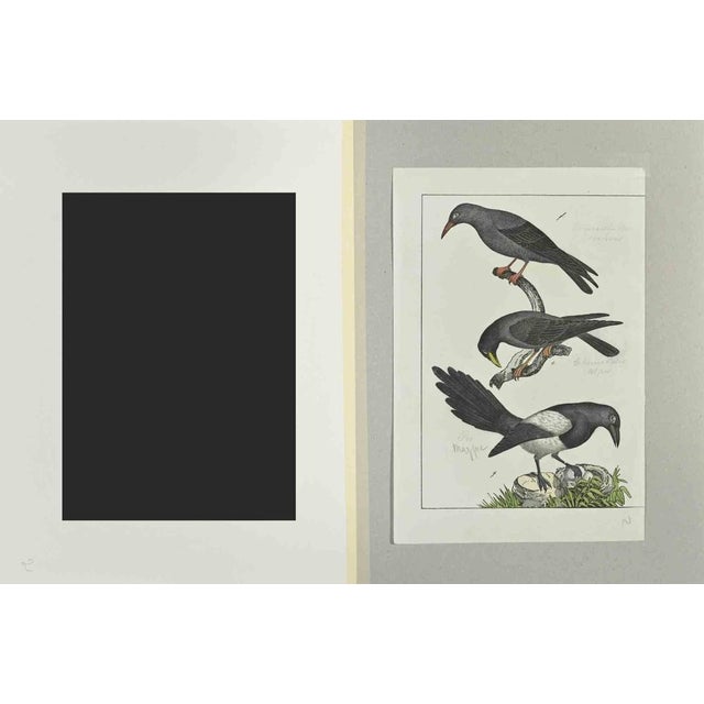 Alpine Crow is an Etching hand colored realized by Gotthilf Heinrich von Schubert - Johann Friedrich Naumann, Illustration...