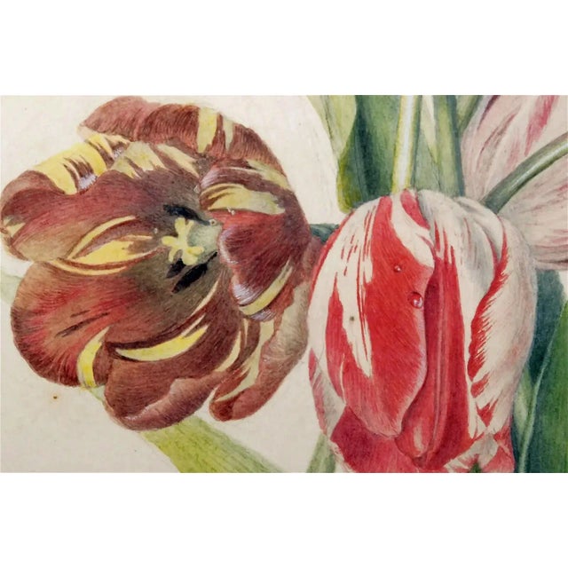 English English Botanical Watercolor of Seven Tulips, Flamed and Feathered Florists' Varieties For Sale - Image 3 of 6