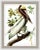 Audubon Birds are from the classic series “Birds of America” - one of the finest ornithological books of our time. Printed...