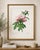 Peony by Pierre-Joseph Redouté, Vintage Botanical Art Print, 18" X 24" For Sale In Buffalo - Image 6 of 8