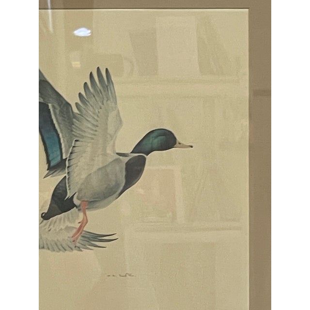 1970s Vintage Framed Waterfowl Bird Print of Flying Ducks, Wildlife Wall Art For Sale - Image 5 of 10
