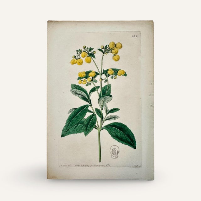 Late 19th Century Set of Four 19th Century Hand Colored Copper Plate Engravings of Yellow Flowers For Sale - Image 5 of 6