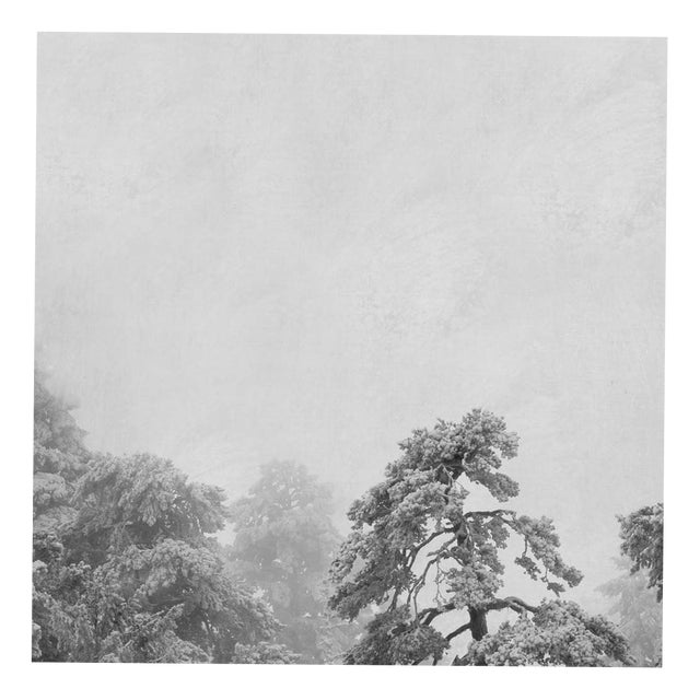 Rosa Basurto, Blanco 2, Black and White Photograph on Cotton Paper For Sale