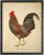 Grey Jungle Fowl Rooster 24x30