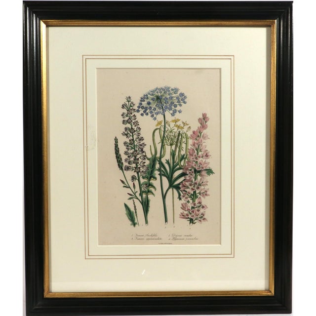 French Country Jane Wells Loudon Botanical Prints-a Set of Six, From the Ladies' Flower-Garden For Sale - Image 3 of 15