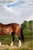 Paper 1820 Vintage Clydesdale Horse Art Print by John Frederick Herring - 60" X 40" For Sale - Image 7 of 8