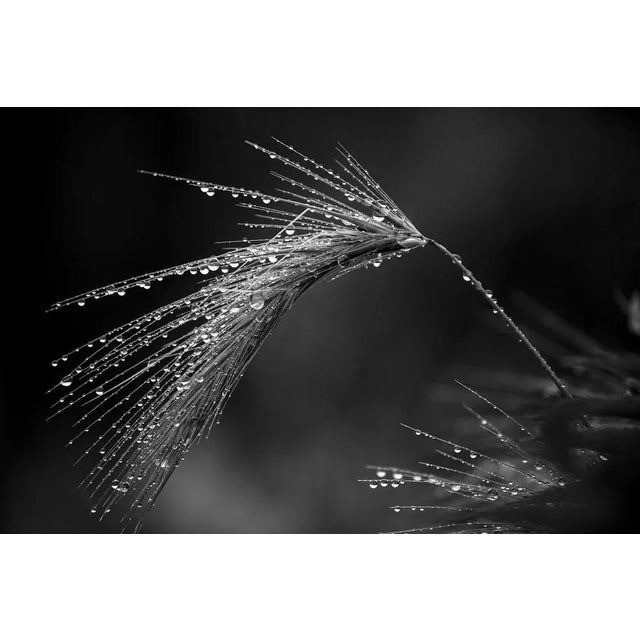 Early 21st Century Sam Thomas, Grass, 2016, Pigment Print For Sale - Image 5 of 6