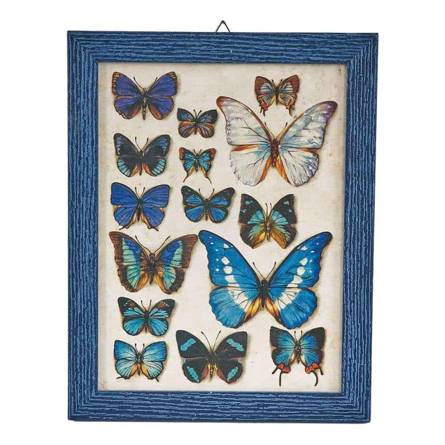 Butterfly Nature Chart Print For Sale