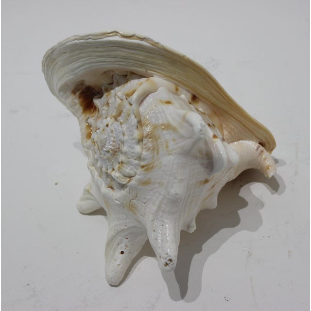 Specimen Vintage Queen Helmet Conch Natural Shell (Cassis Cornuta