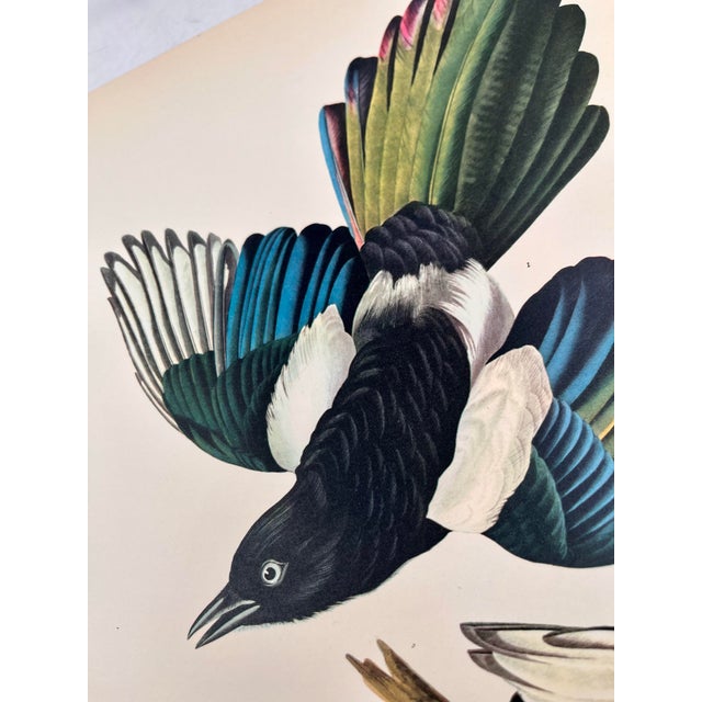1960s 1964 Audubon Folio Lithograph Great Bird Paintings – “American Magpie” 17x14 For Sale - Image 5 of 7