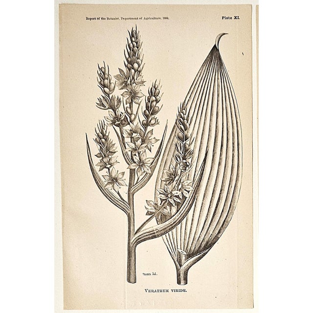 This is a wonderful set of 4 antique botanical lithographs that date to 1884. They were prints issued by the US Department...